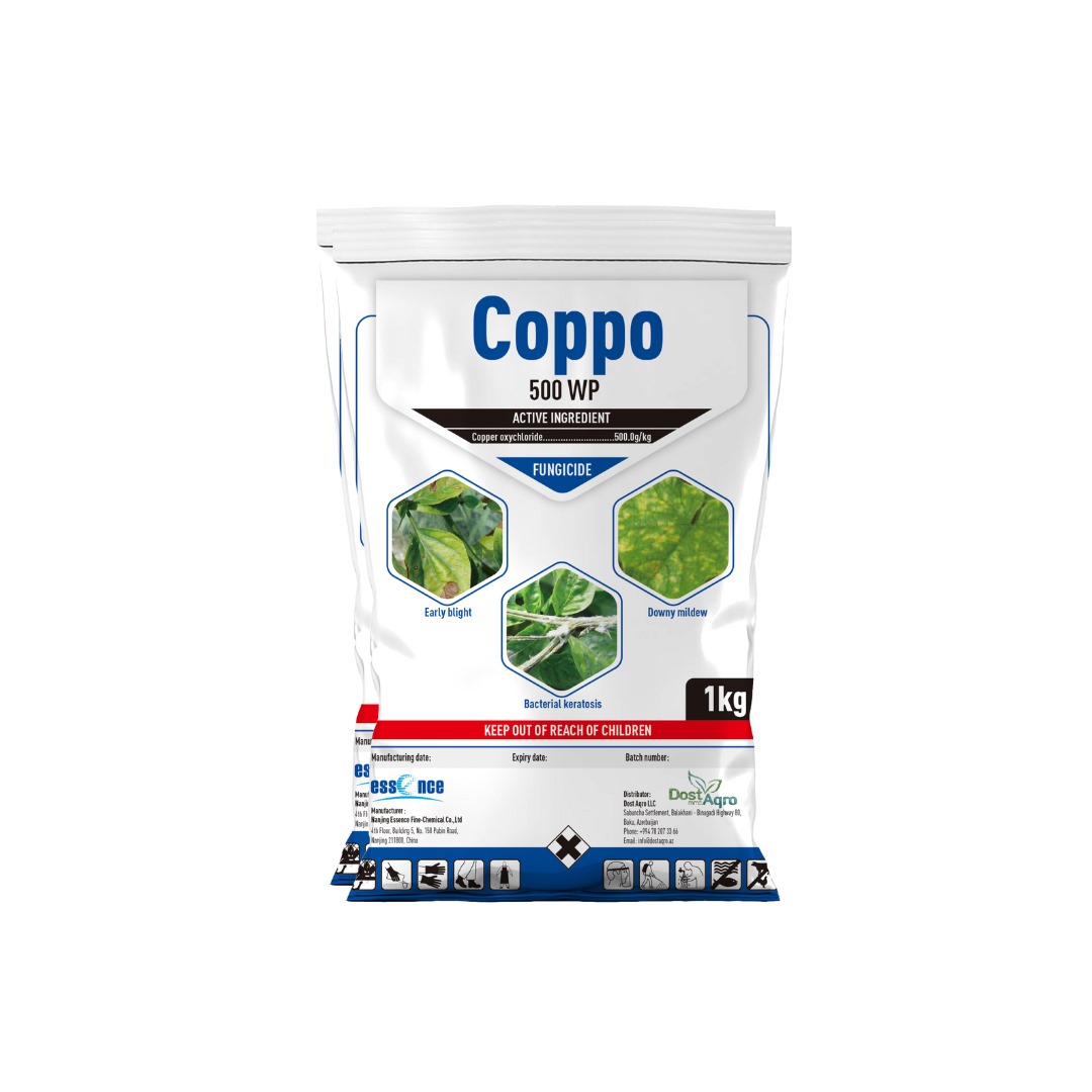Coppo  